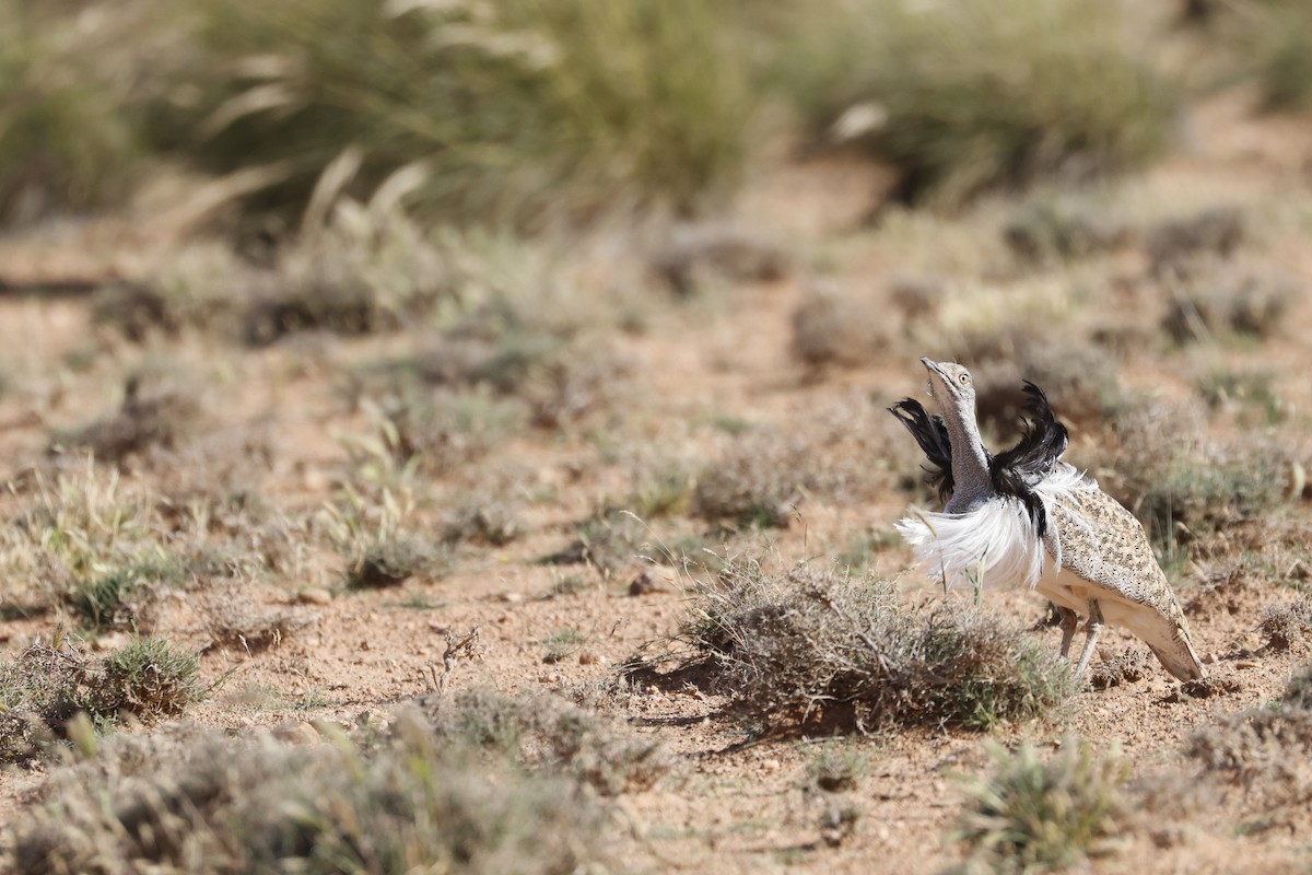 African Houbara - ML635970223