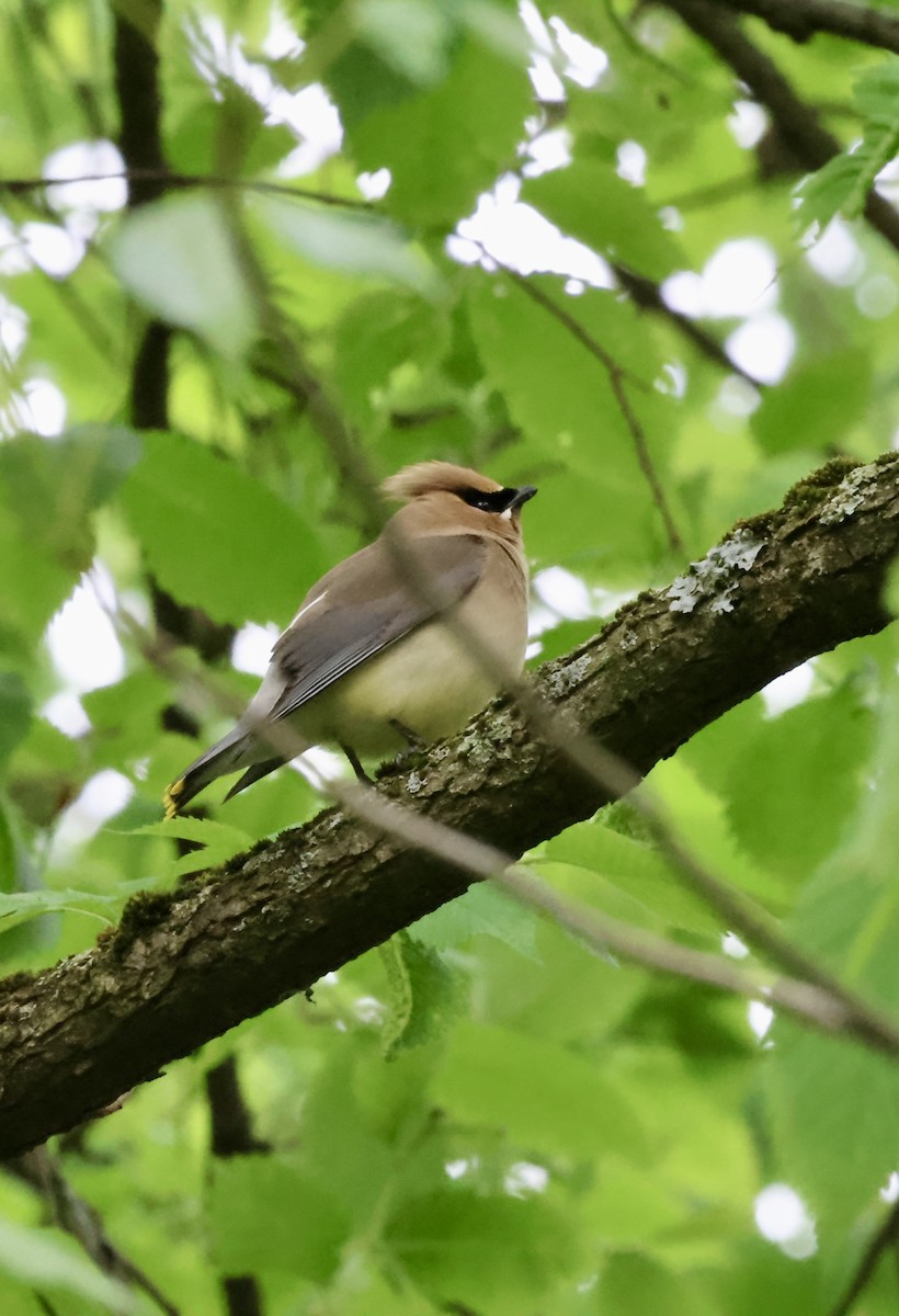 Cedar Waxwing - ML635970257