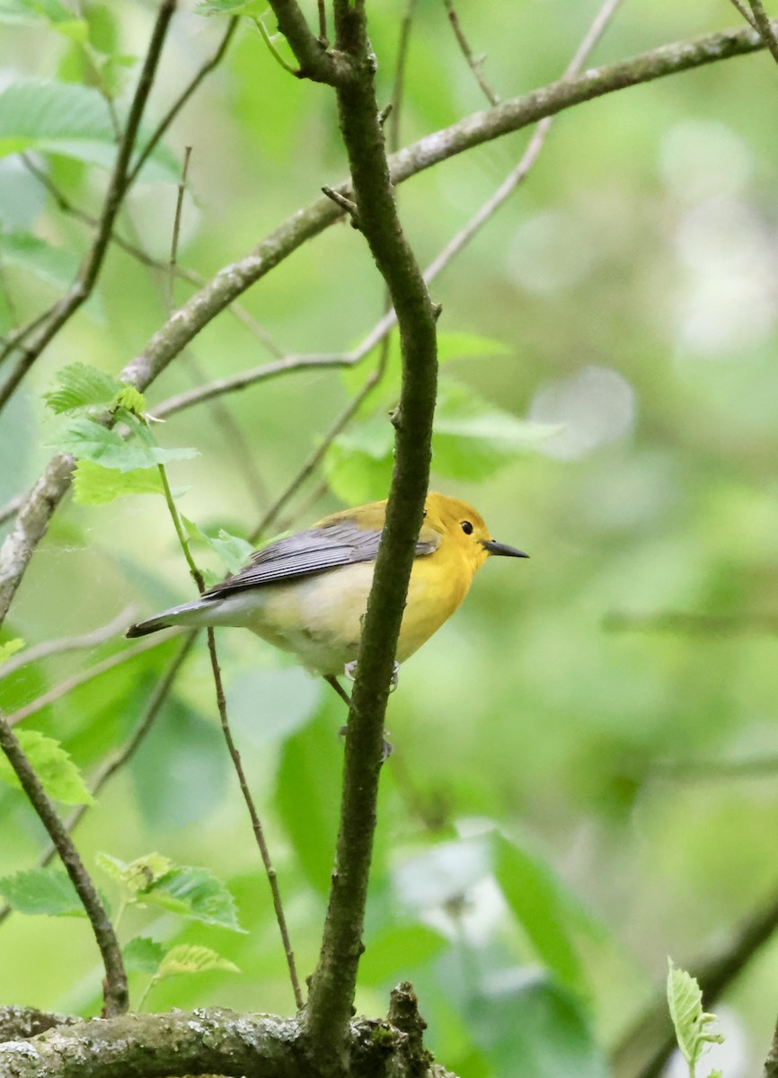 Cedar Waxwing - ML635970259