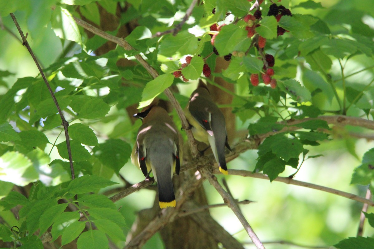 Cedar Waxwing - ML635970261