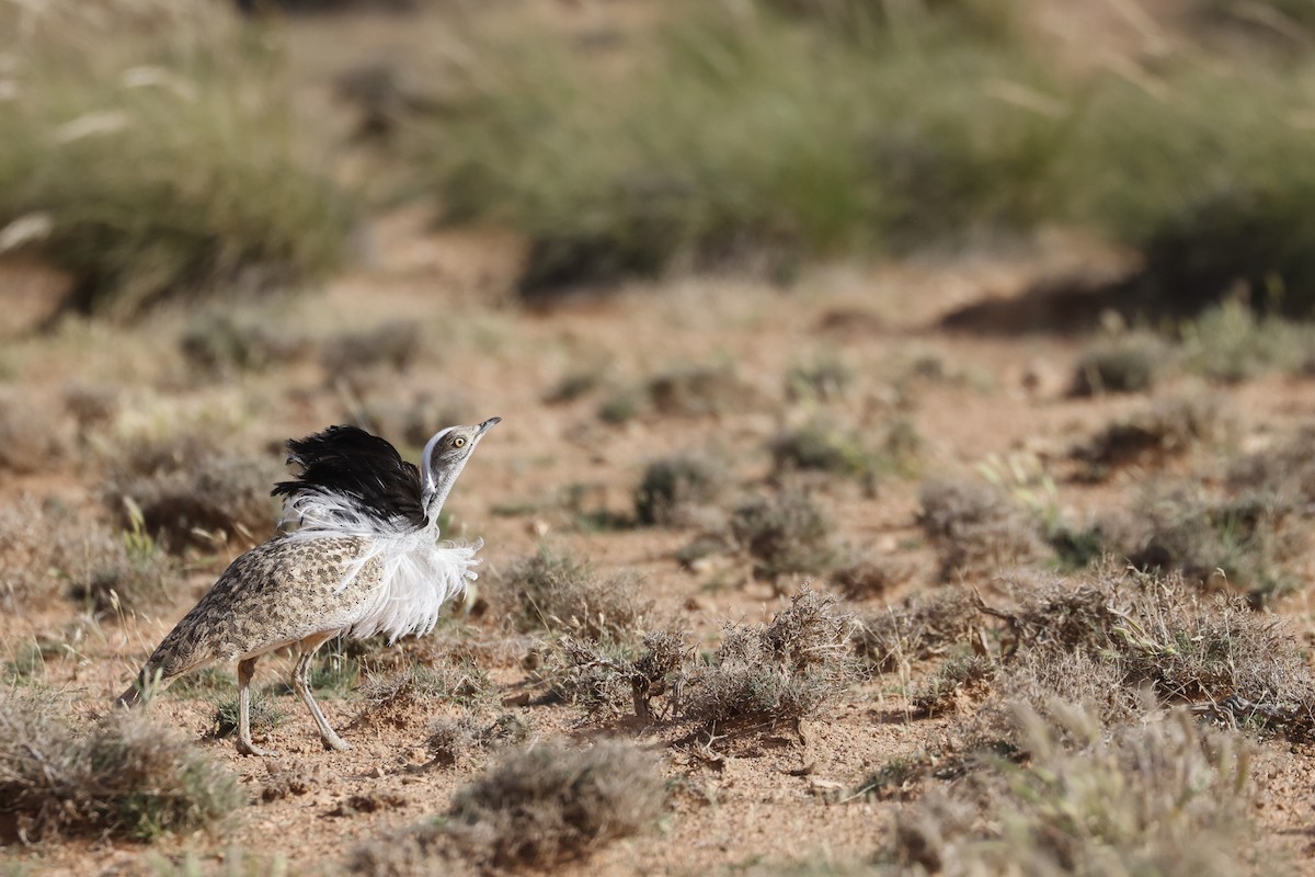 African Houbara - ML635970323