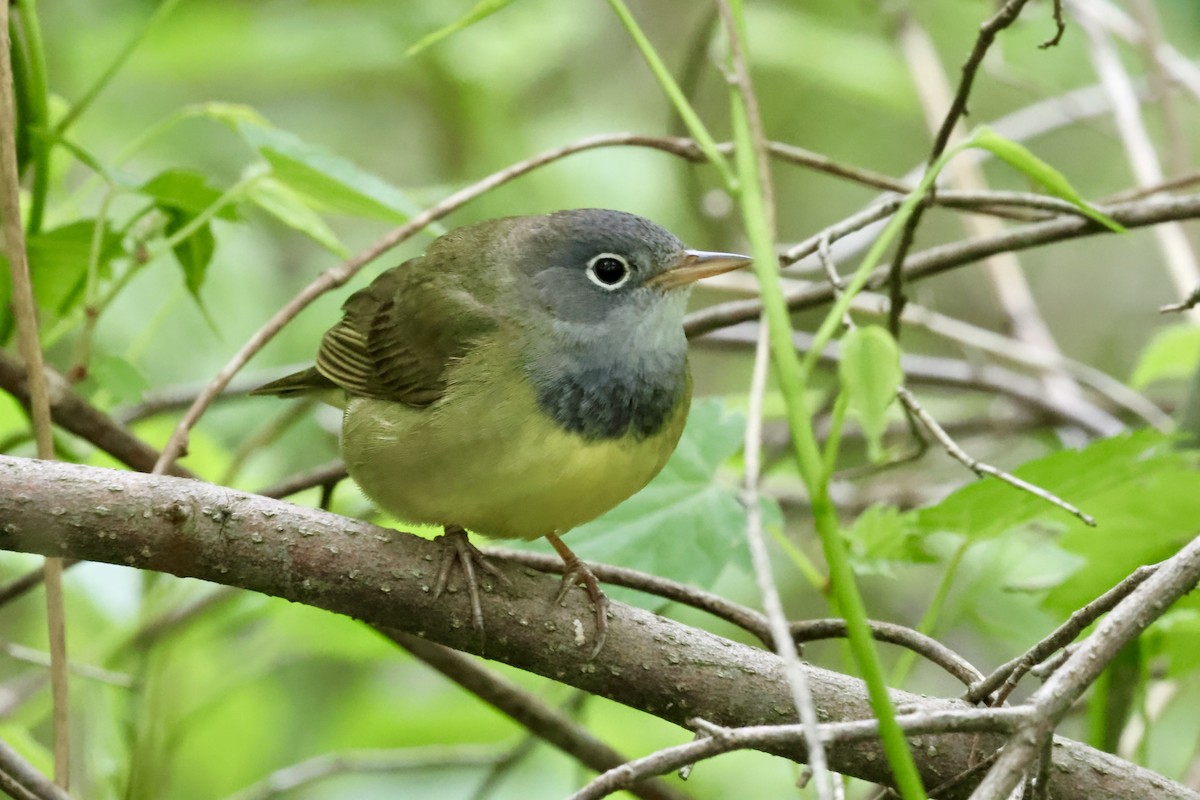 Connecticut Warbler - ML635970382