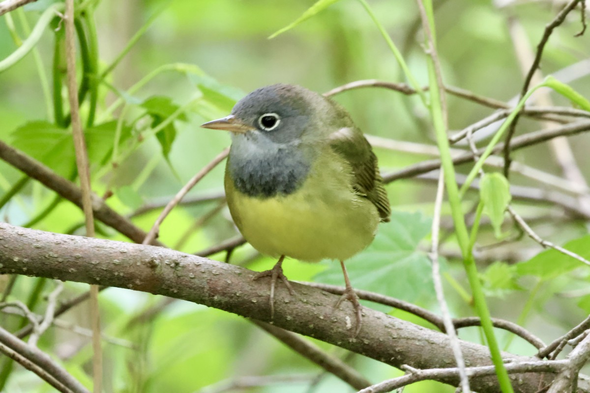 Connecticut Warbler - ML635970389