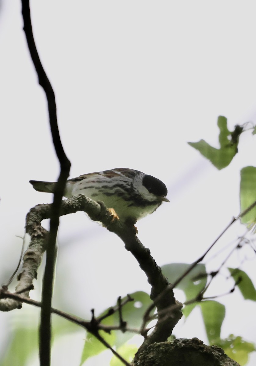 Blackpoll Warbler - ML635970425