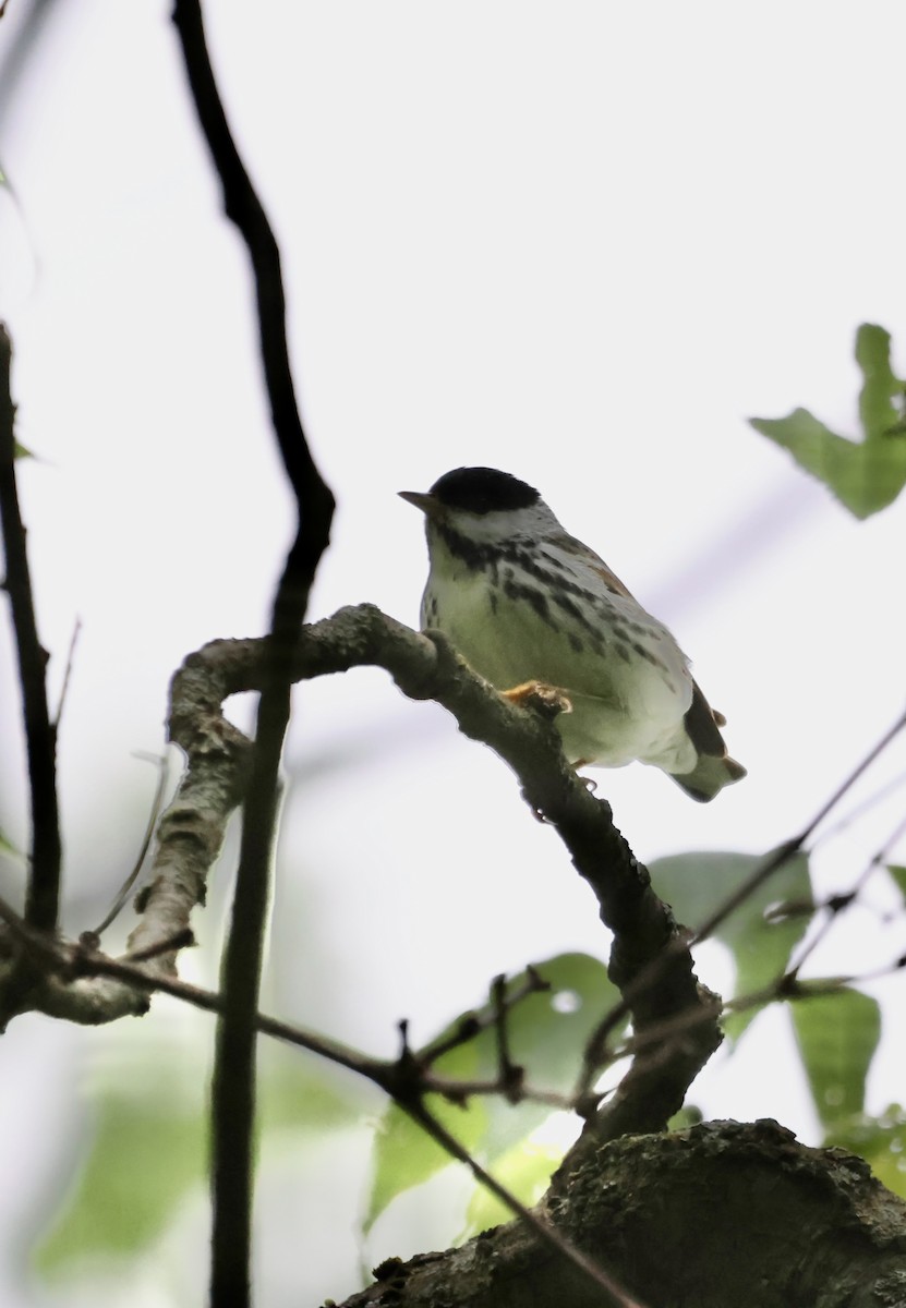 Blackpoll Warbler - ML635970426
