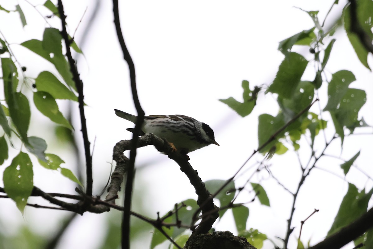 Blackpoll Warbler - ML635970427