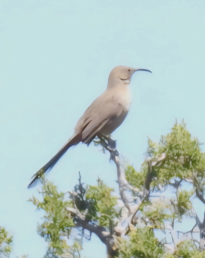 Crissal Thrasher - ML635970460