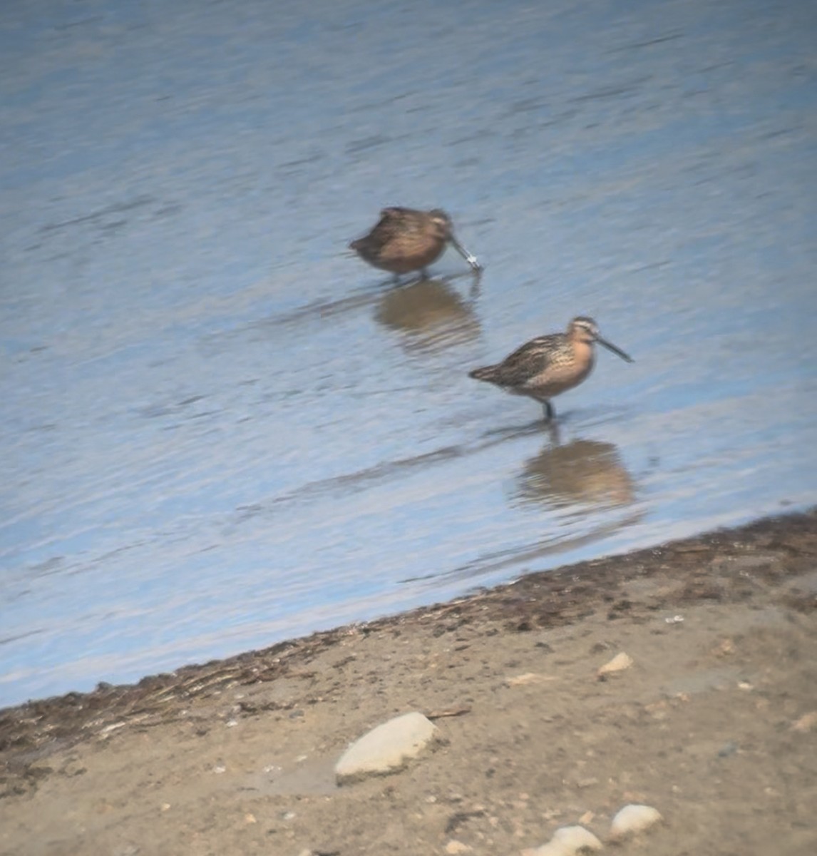 Short-billed Dowitcher - ML635970466