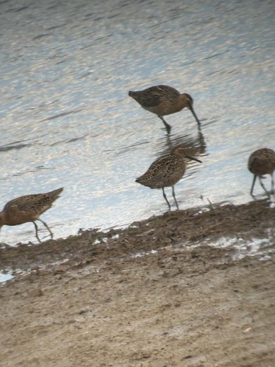 Short-billed Dowitcher - ML635970467