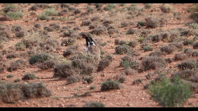 African Houbara - ML635970471