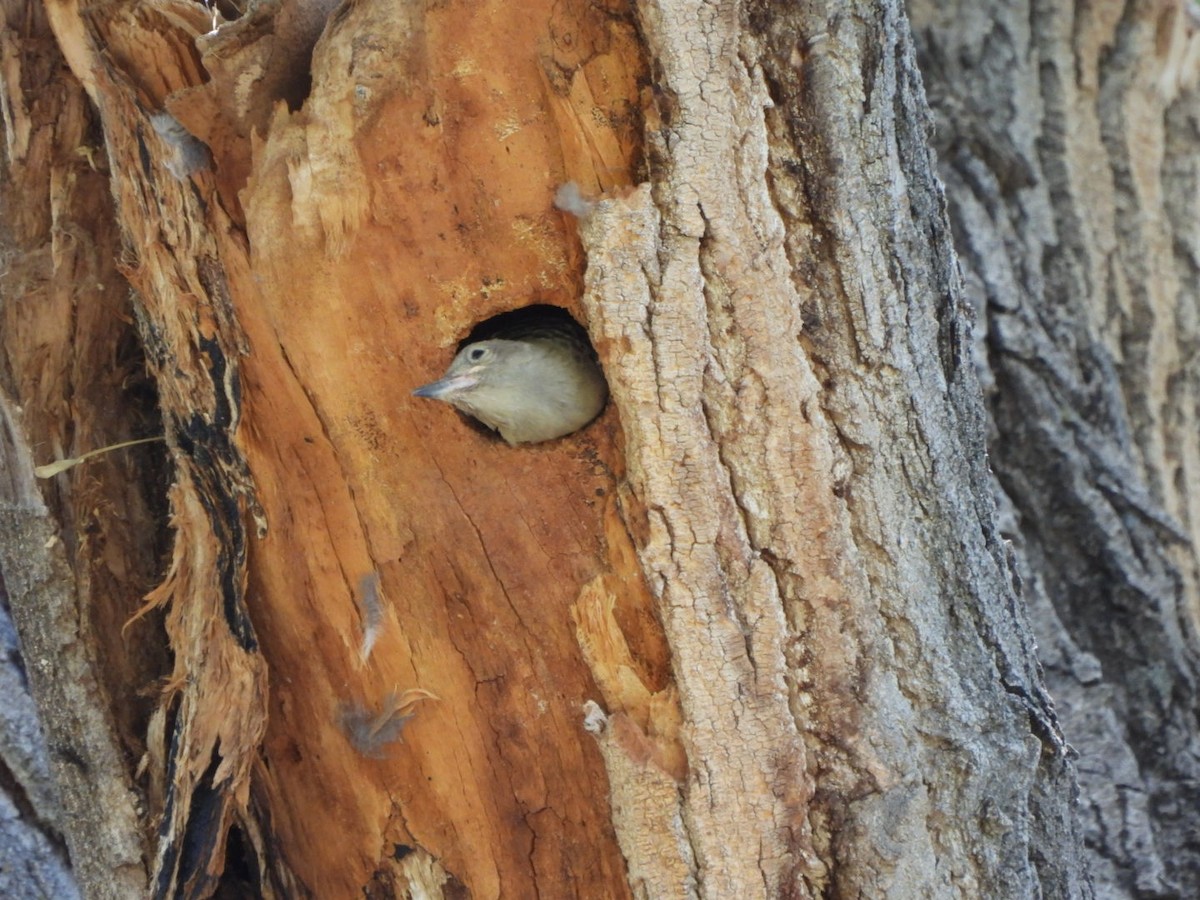 Gila Woodpecker - ML635970552