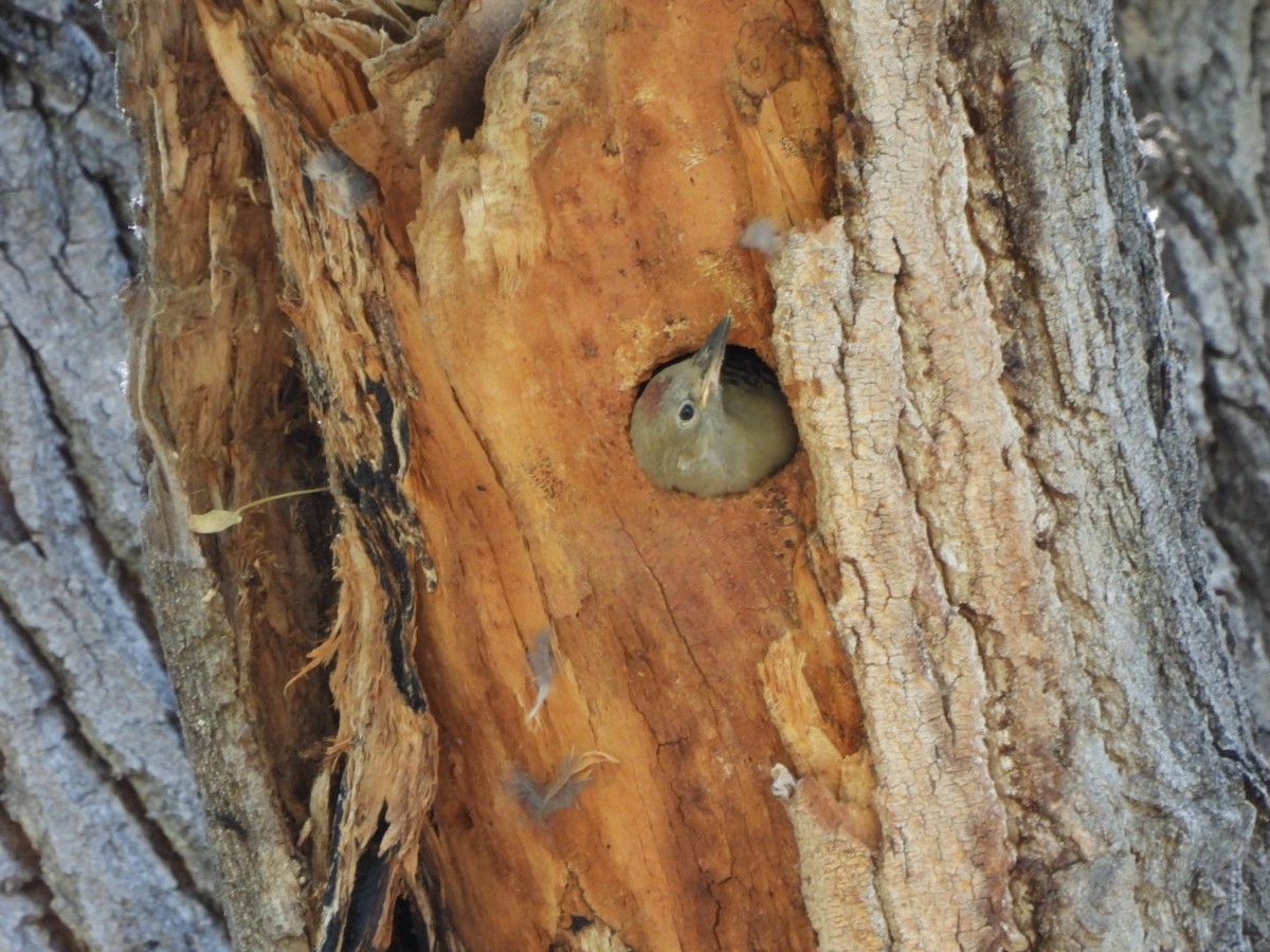 Gila Woodpecker - ML635970553