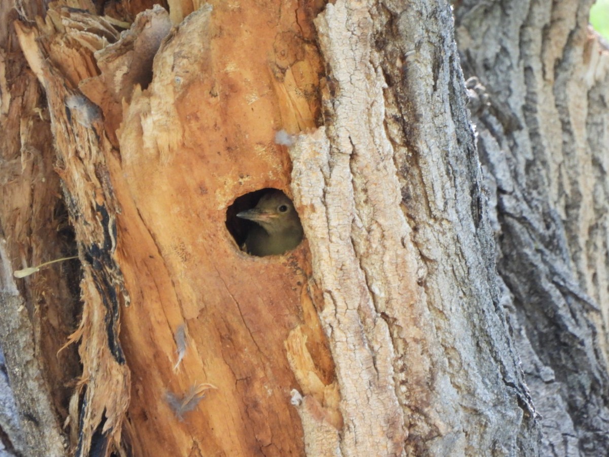 Gila Woodpecker - ML635970555