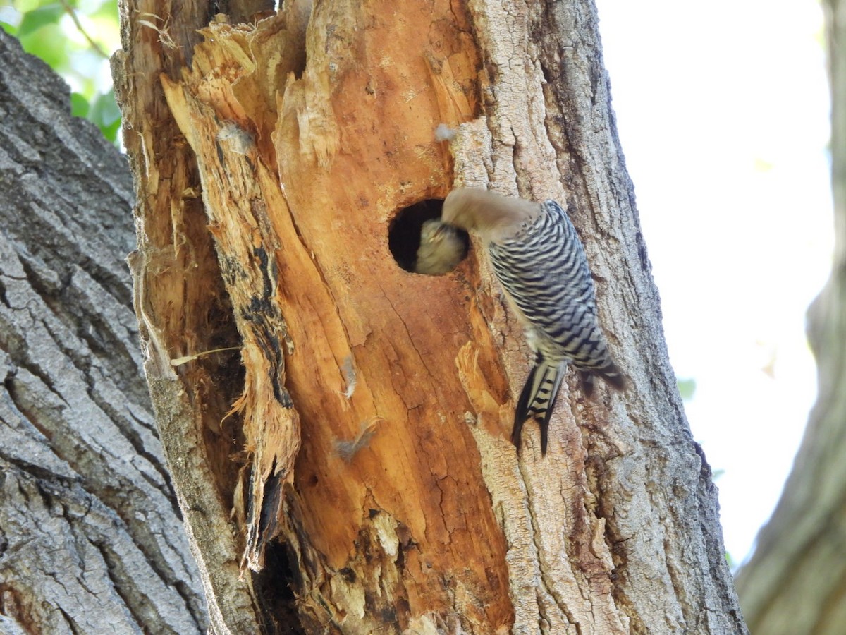 Gila Woodpecker - ML635970556