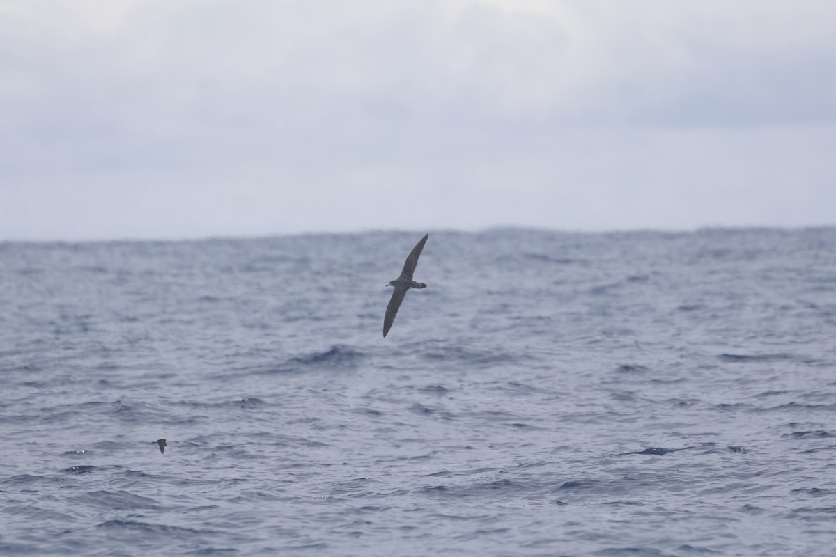 Streaked Shearwater - Patrick Reed