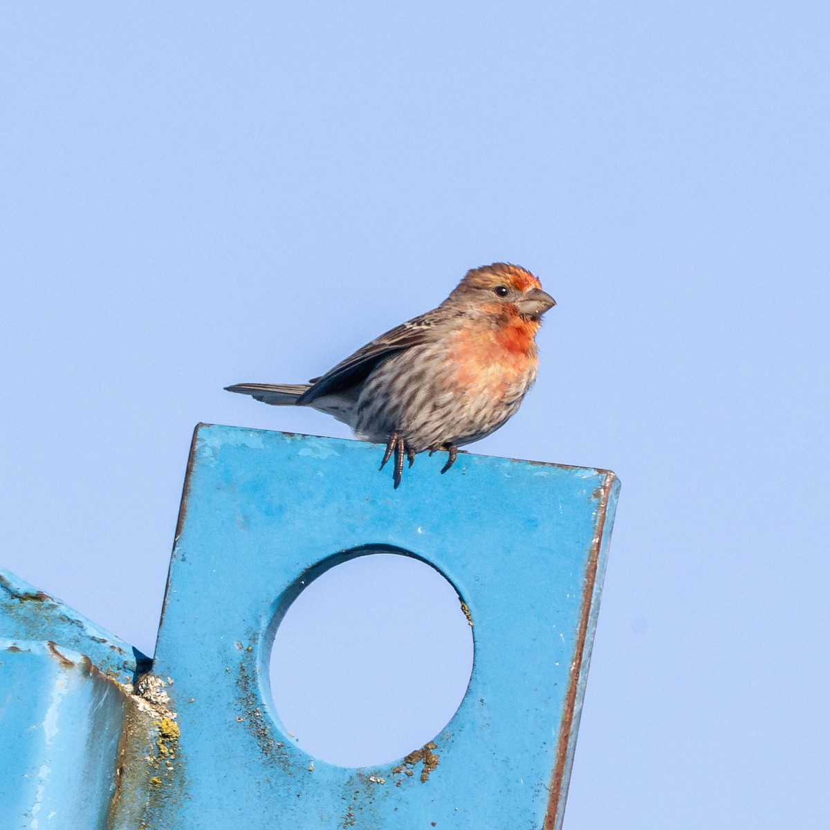 husrosenfink - ML635970766