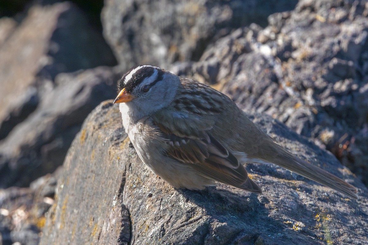 hvitkronespurv (gambelii) - ML635970773