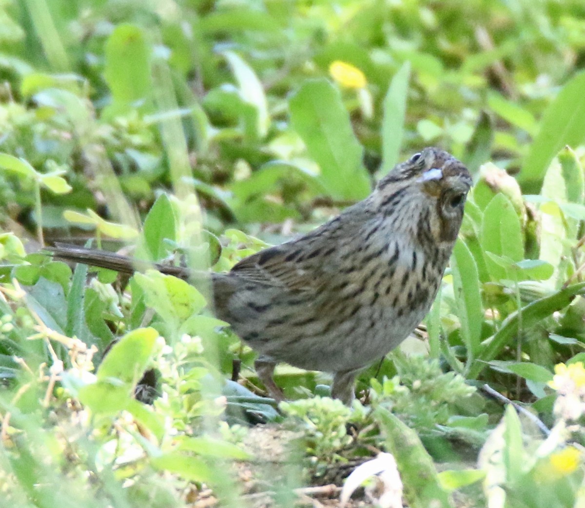 Lincoln's Sparrow - ML635970825