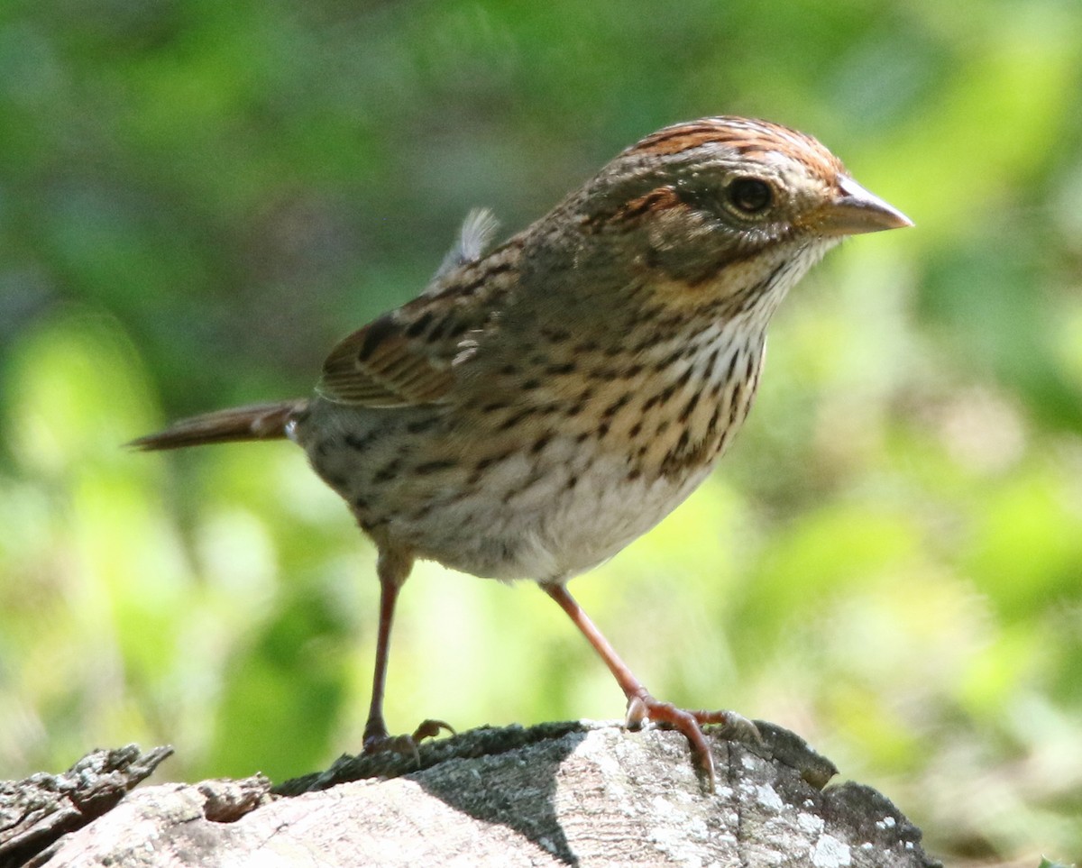 Lincoln's Sparrow - ML635970826