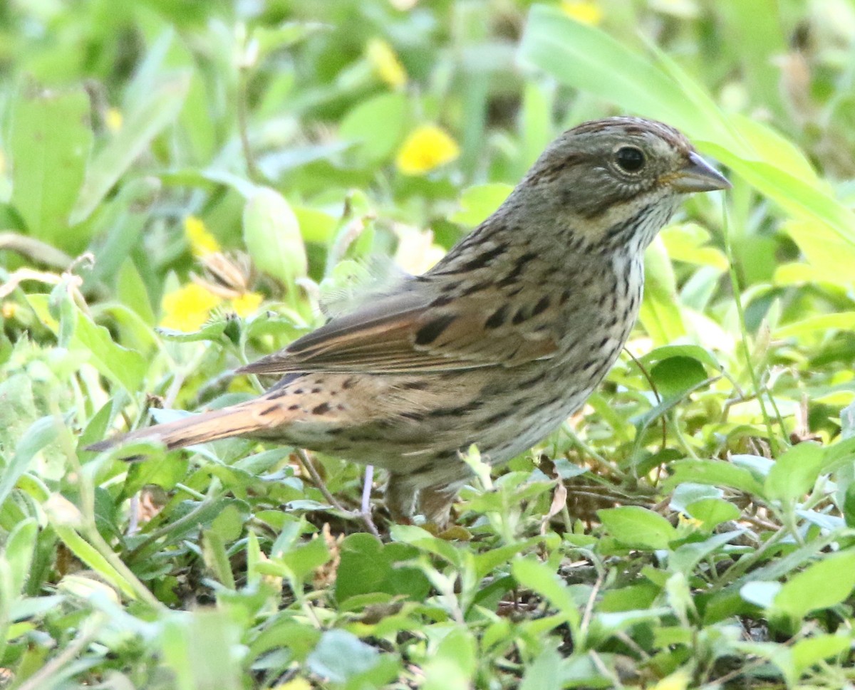 Lincoln's Sparrow - ML635970827