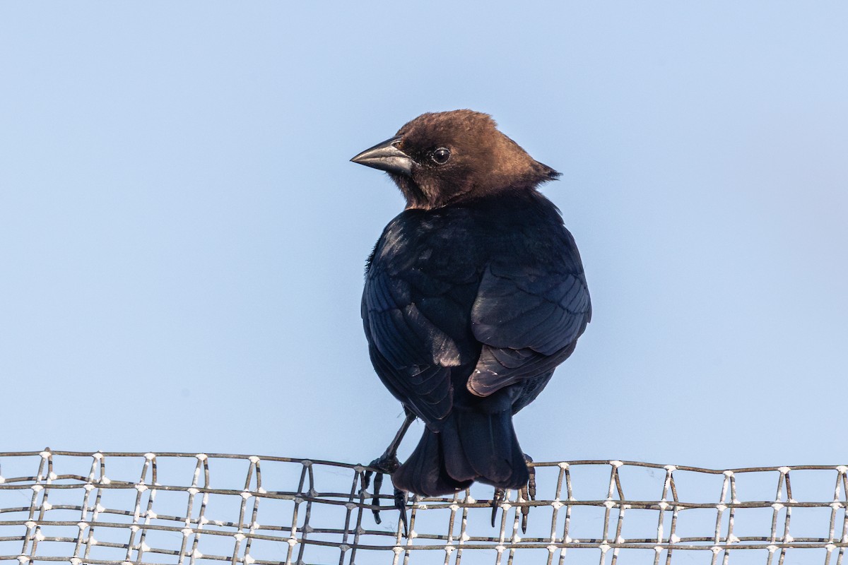 brunhodetrupial - ML635970838