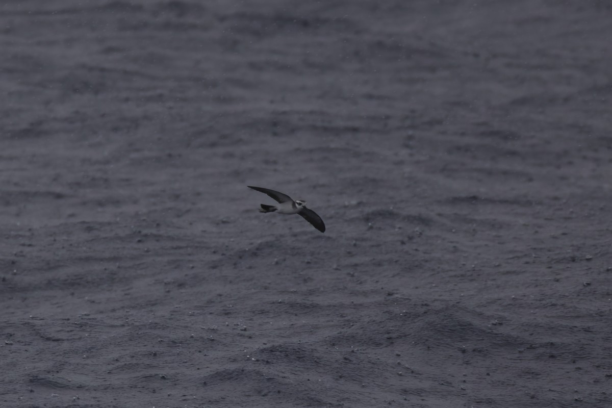White-faced Storm-Petrel - Patrick Reed