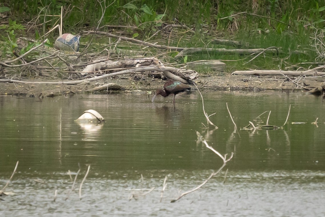 White-faced Ibis - ML635970867