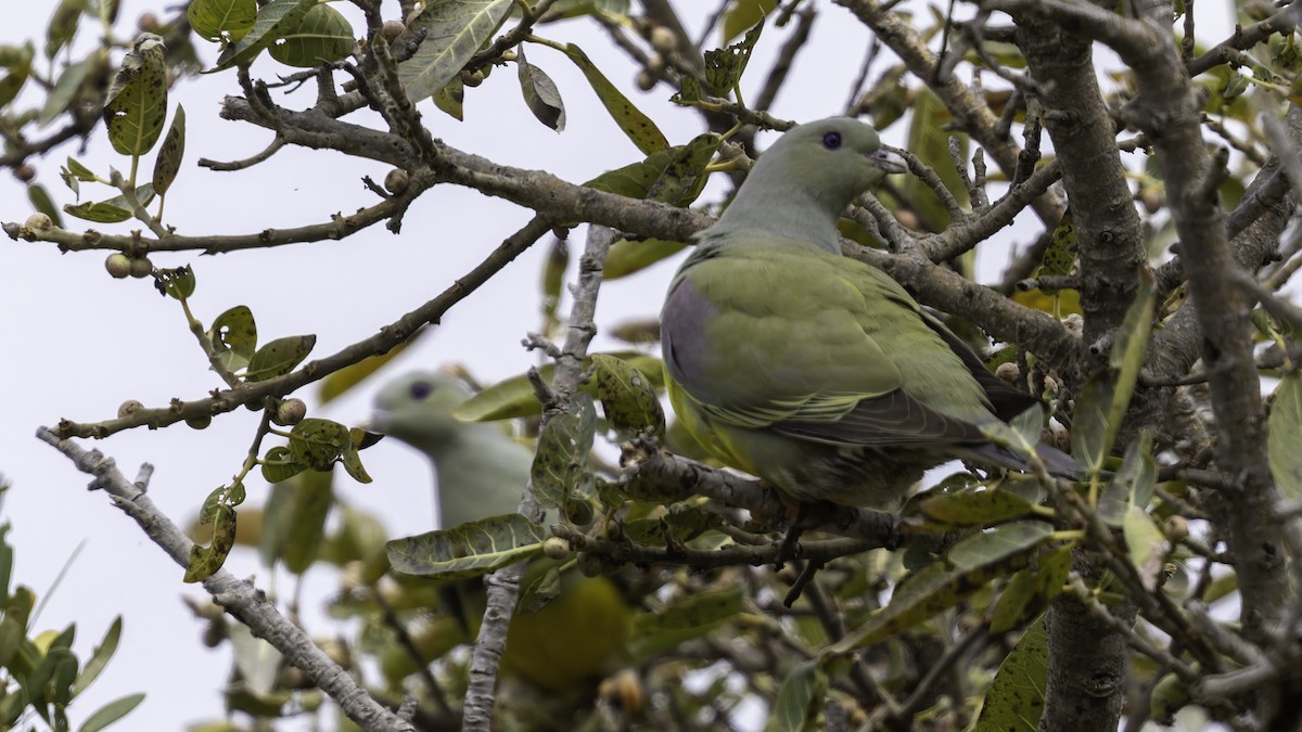 Bruce's Green-Pigeon - ML635970903