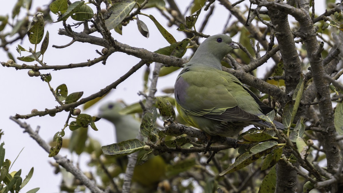 Bruce's Green-Pigeon - ML635970904