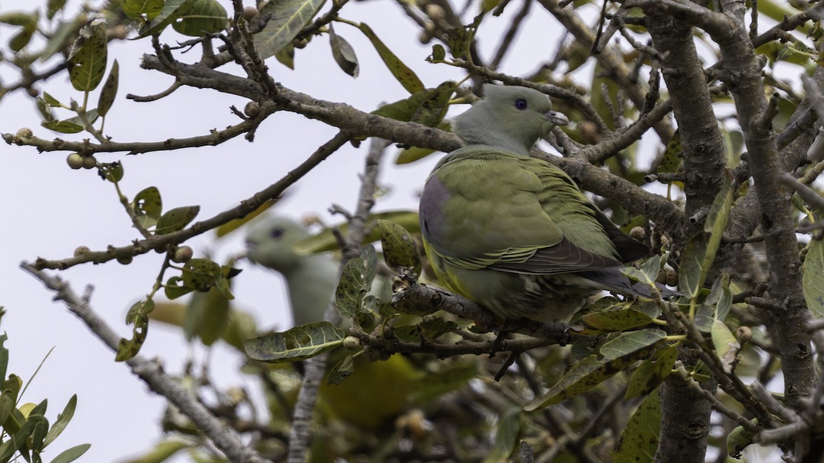 Bruce's Green-Pigeon - ML635970905
