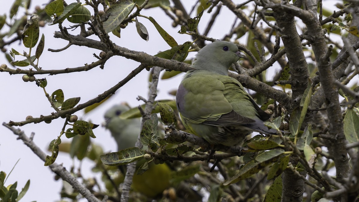 Bruce's Green-Pigeon - ML635970906