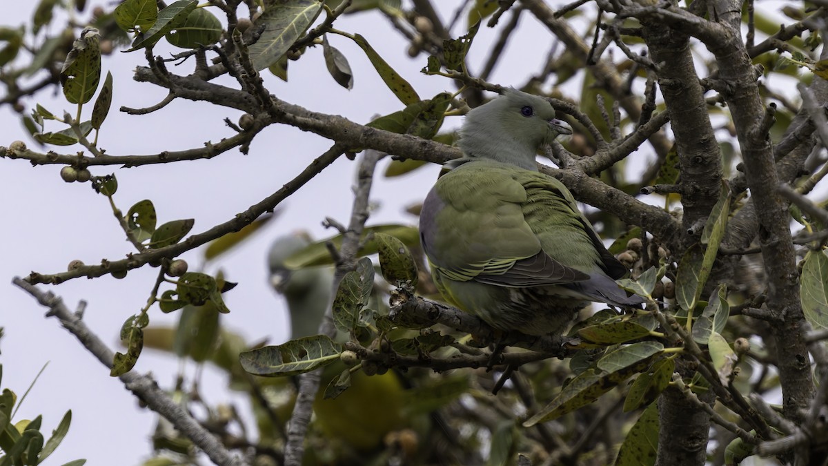 Bruce's Green-Pigeon - ML635970907