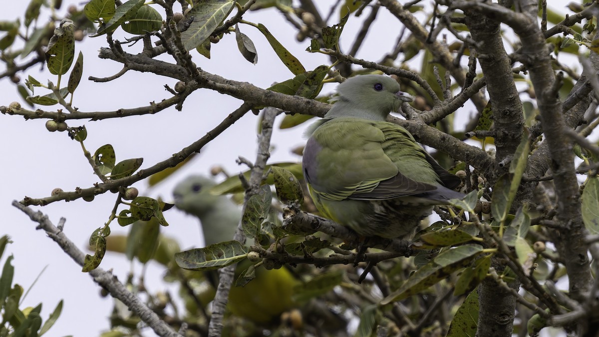 Bruce's Green-Pigeon - ML635970909