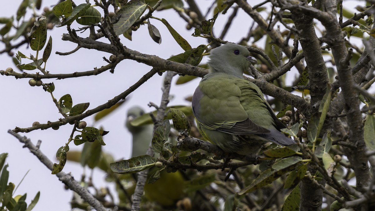 Bruce's Green-Pigeon - ML635970911