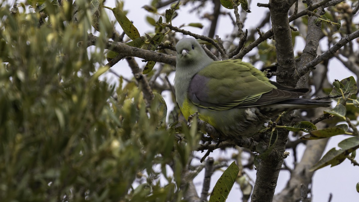 Bruce's Green-Pigeon - ML635970912