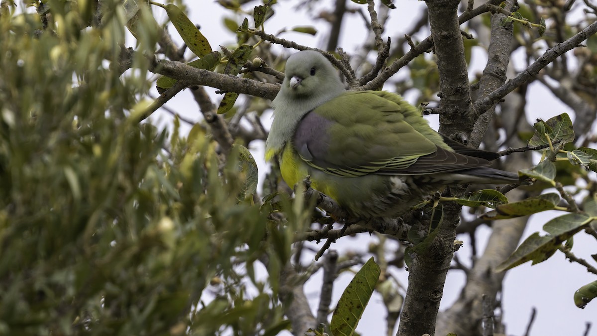 Bruce's Green-Pigeon - ML635970913