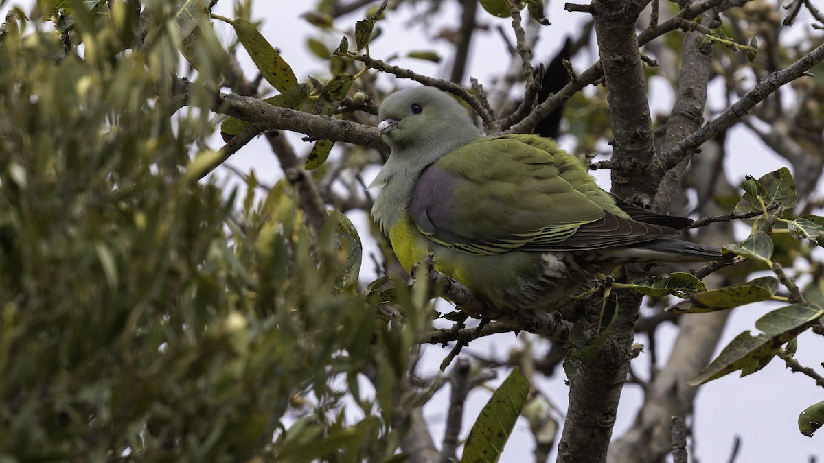 Bruce's Green-Pigeon - ML635970914