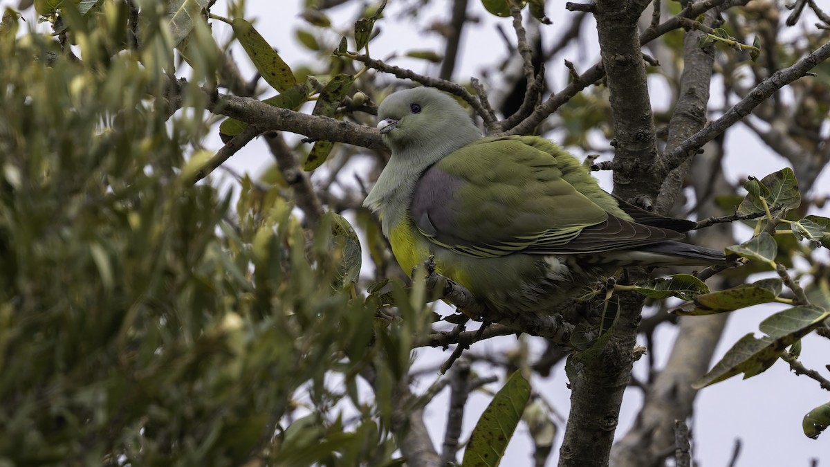 Bruce's Green-Pigeon - ML635970915