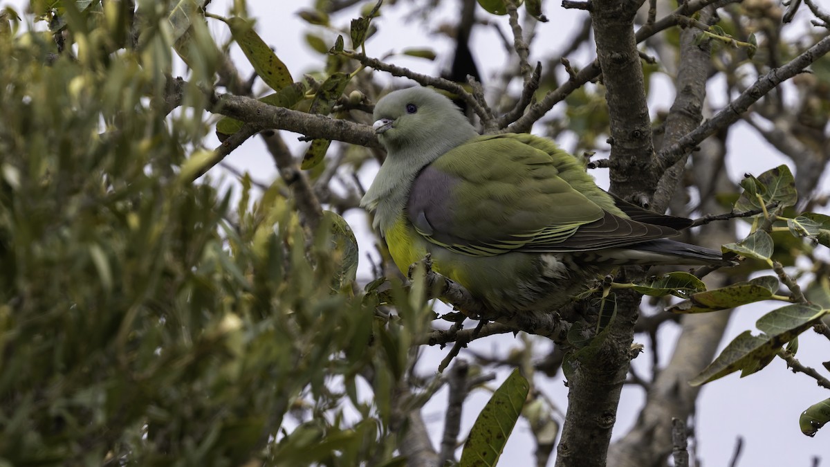 Bruce's Green-Pigeon - ML635970917