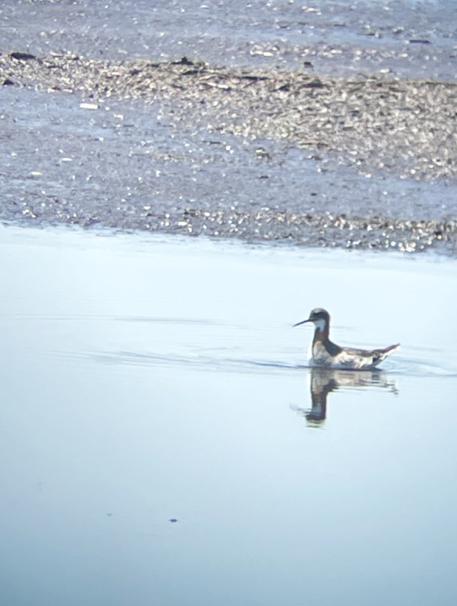 Red-necked Phalarope - ML635970962