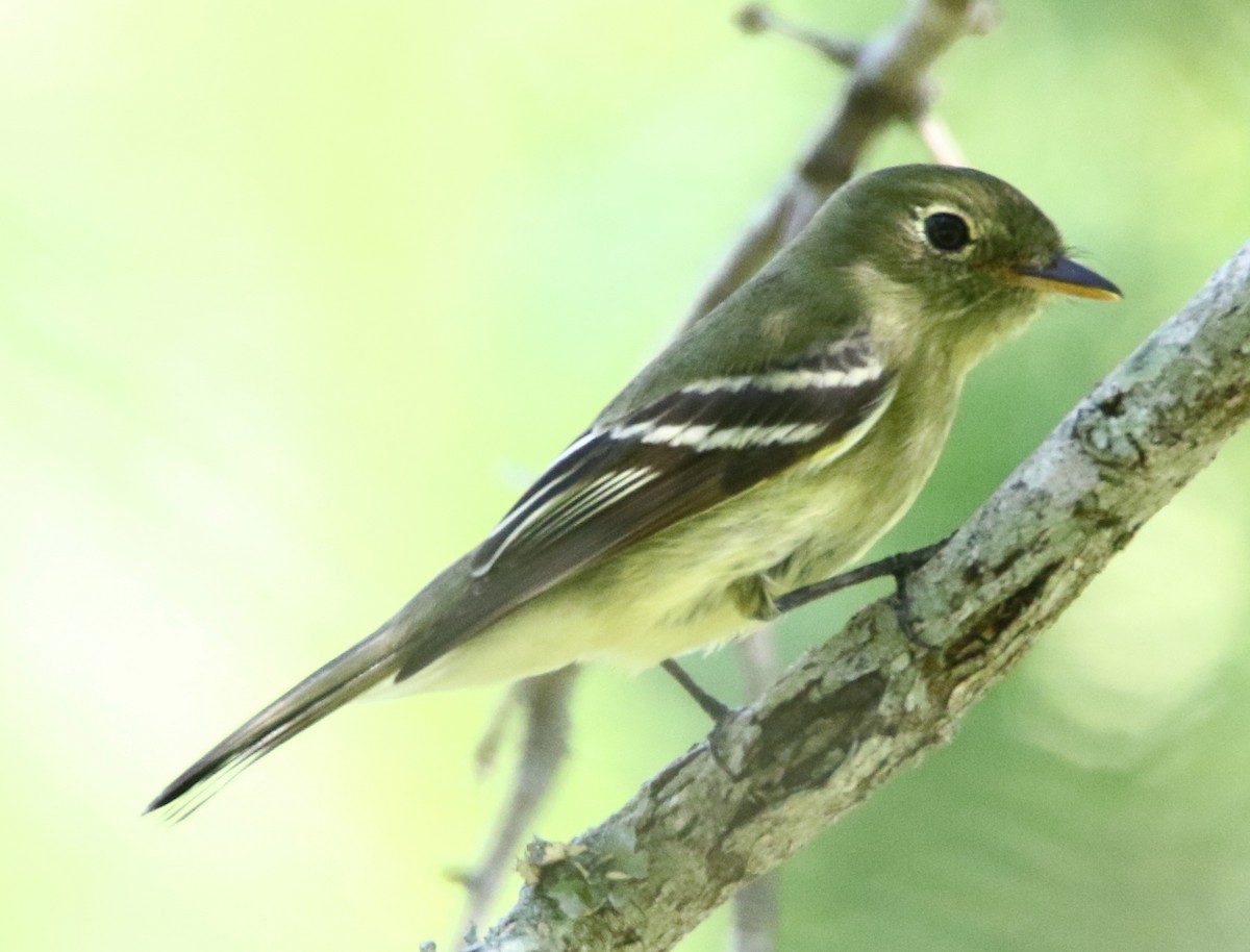 Yellow-bellied Flycatcher - ML635970965