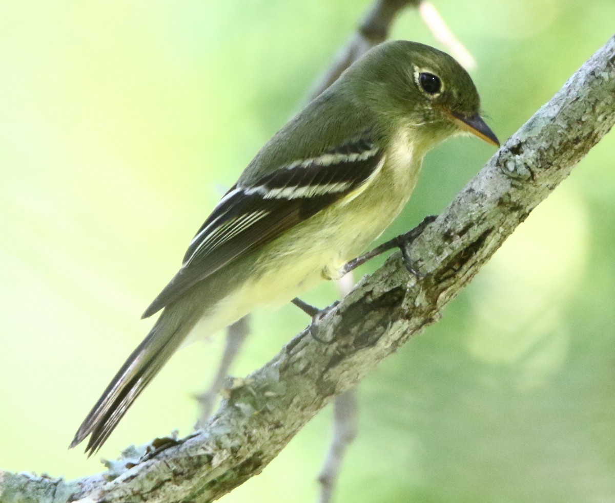 Yellow-bellied Flycatcher - ML635970966