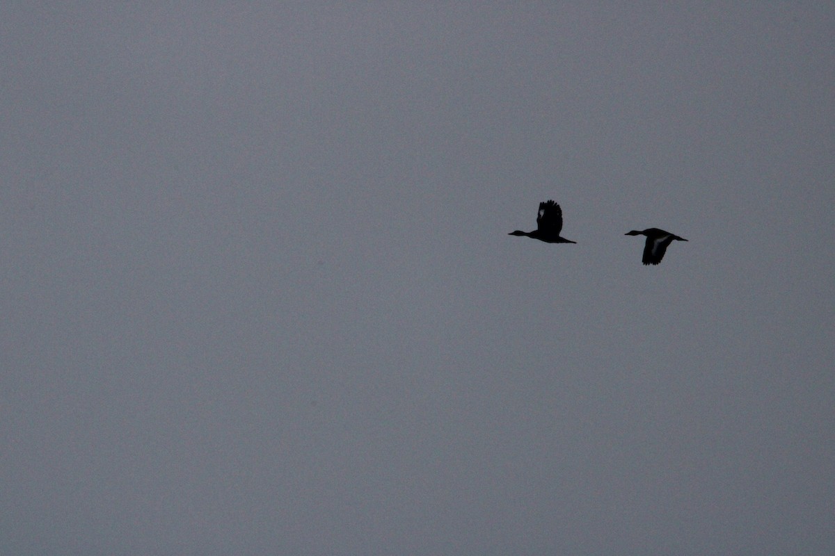 Dendrocigna beccorosso - ML635970968