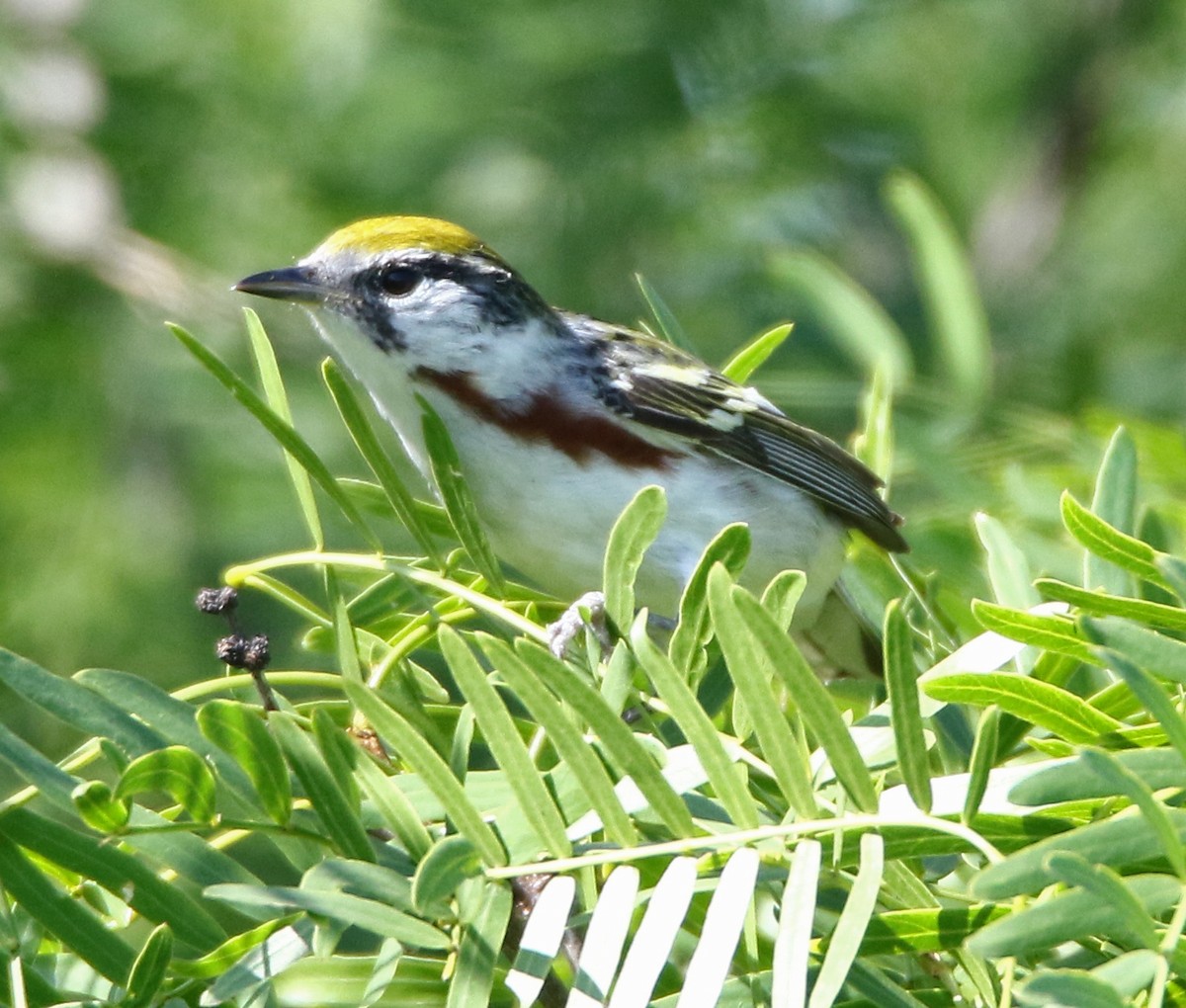 Chestnut-sided Warbler - ML635970983