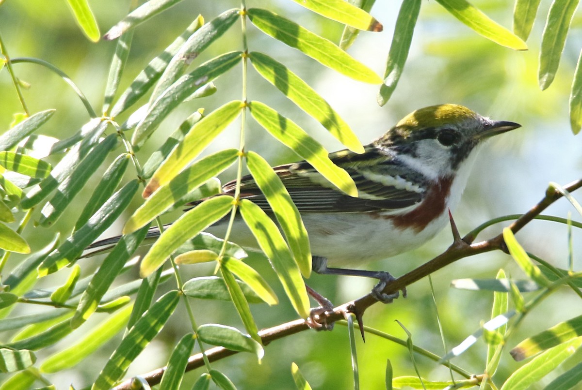 Chestnut-sided Warbler - ML635970984