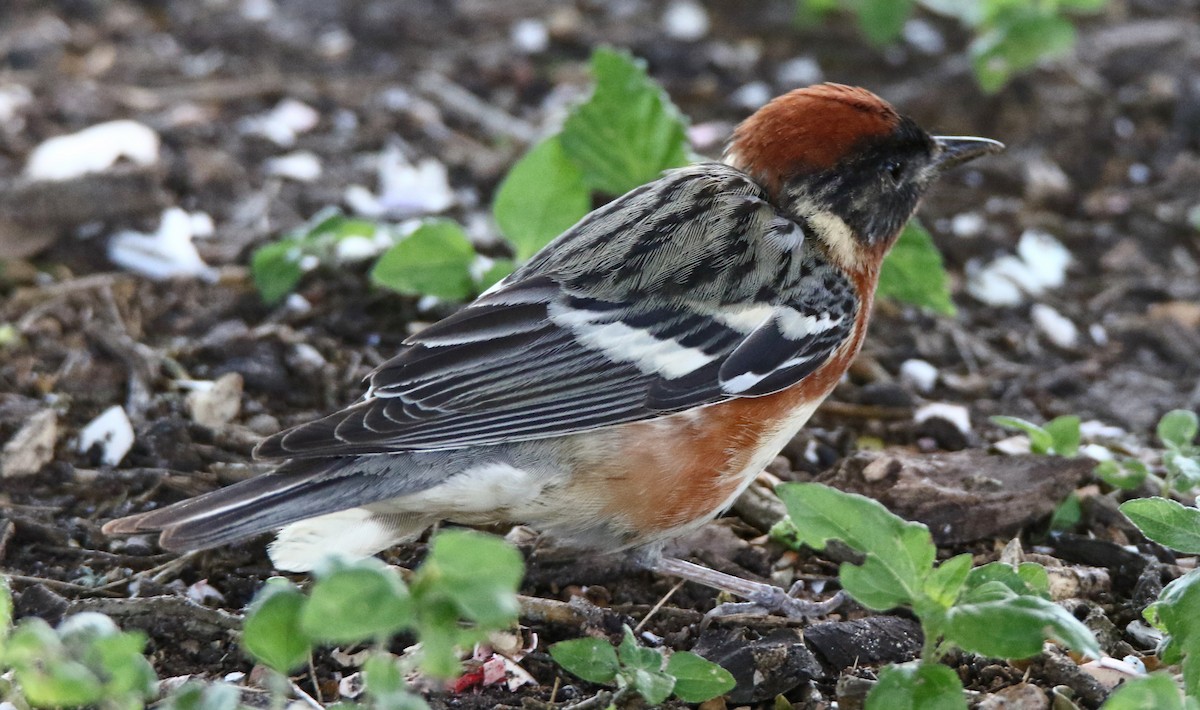 Bay-breasted Warbler - ML635970987