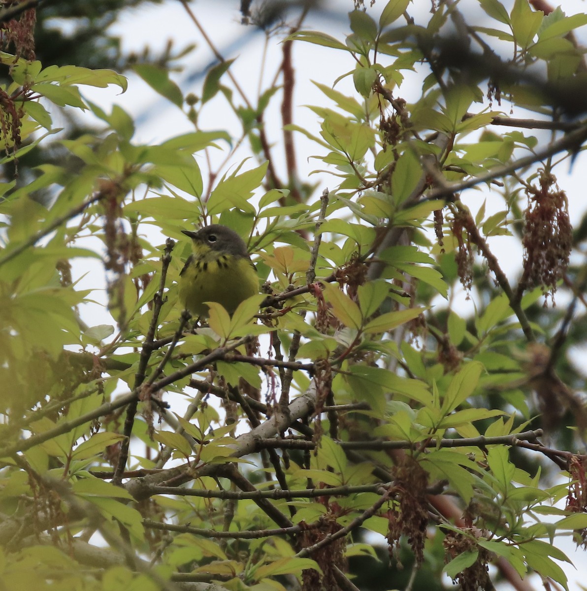 Magnolia Warbler - ML635970990