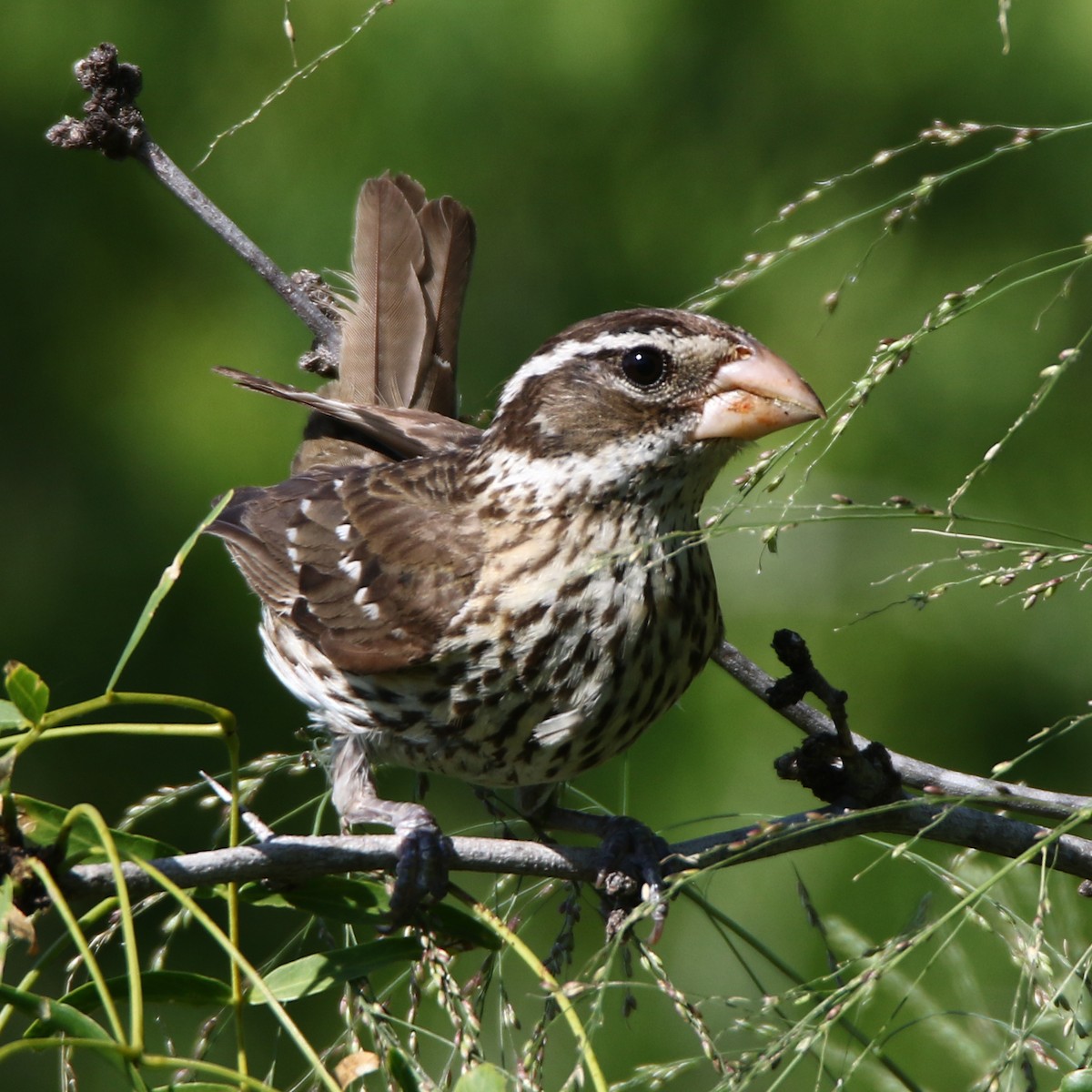 Rose-breasted Grosbeak - ML635970994