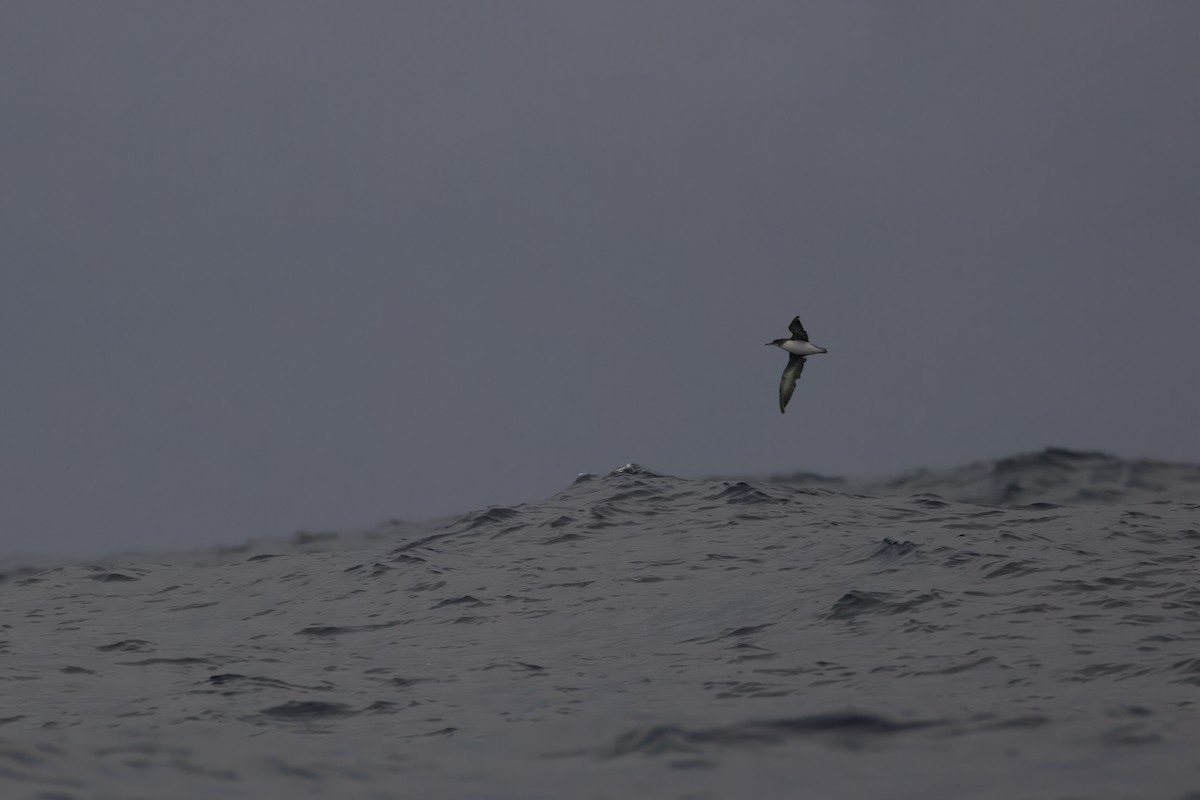 Hutton's Shearwater - ML635971027
