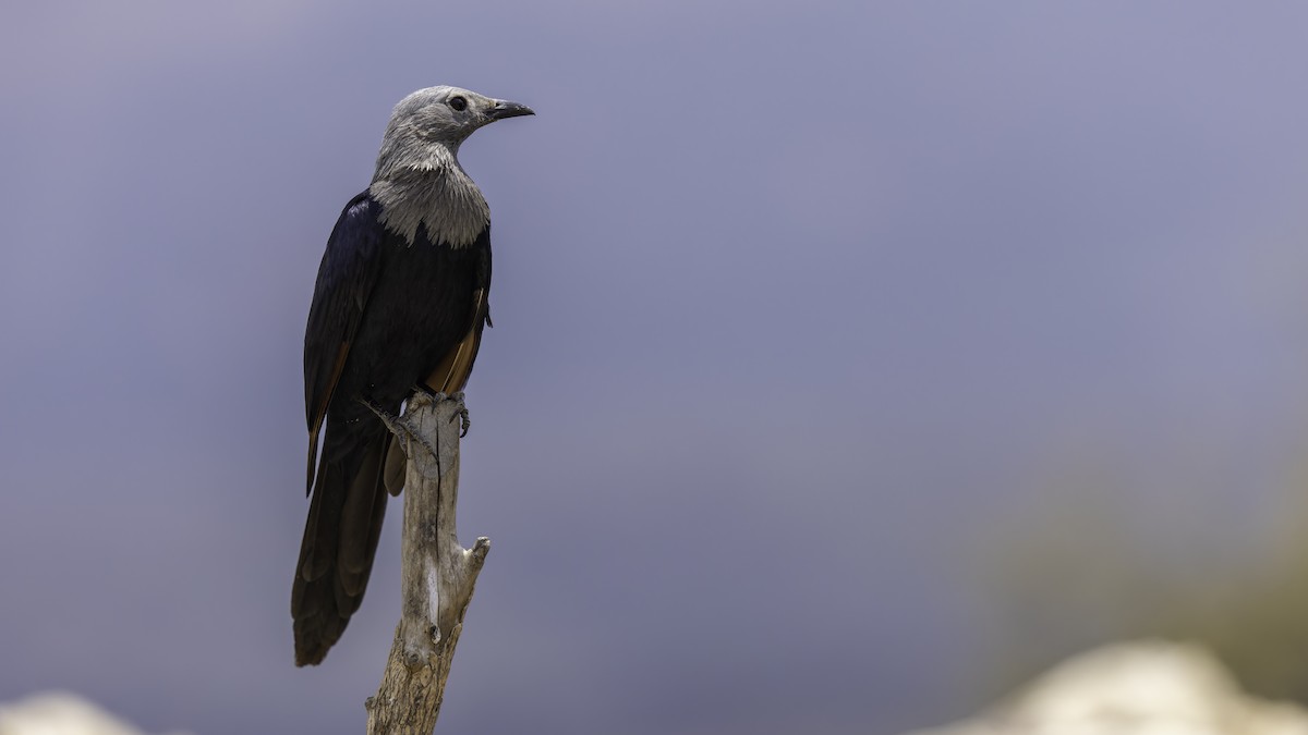Somali Starling - ML635971052